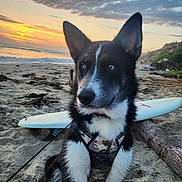 Cosmo joined the competition — help win amazing prizes! animal, beach, black_and_white, blue_eyes, clouds, coast, dog, harness, landscape, leash, nature, ocean, outdoor, pet, sand, scenic, sky, sunset, surfboard, water
