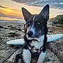 animal, beach, black_and_white, blue_eyes, clouds, coast, dog, harness, landscape, leash, nature, ocean, outdoor, pet, sand, scenic, sky, sunset, surfboard, water