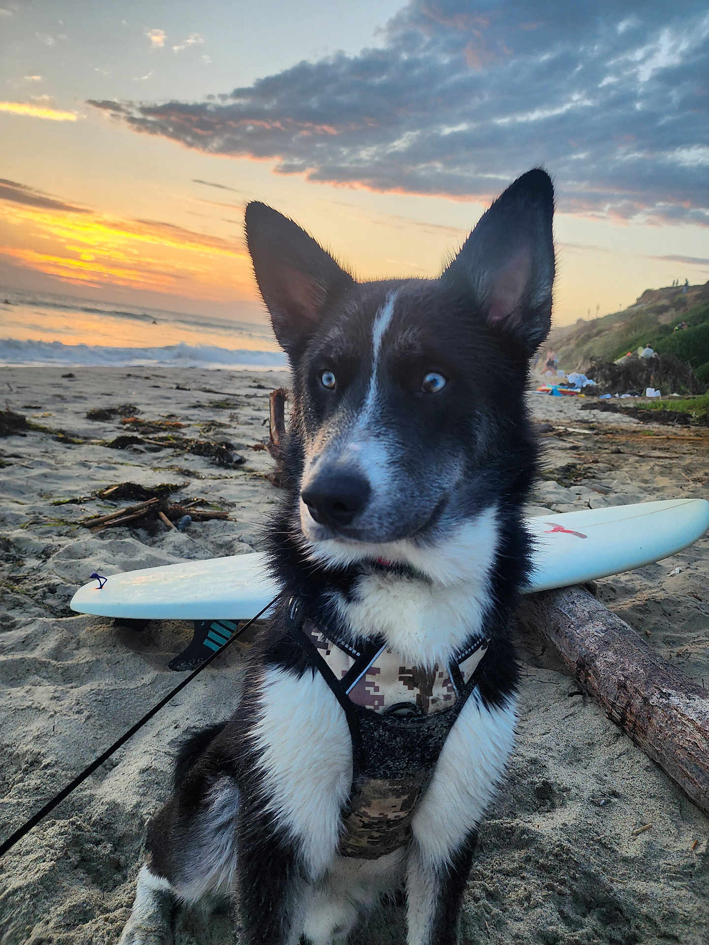 Cosmo