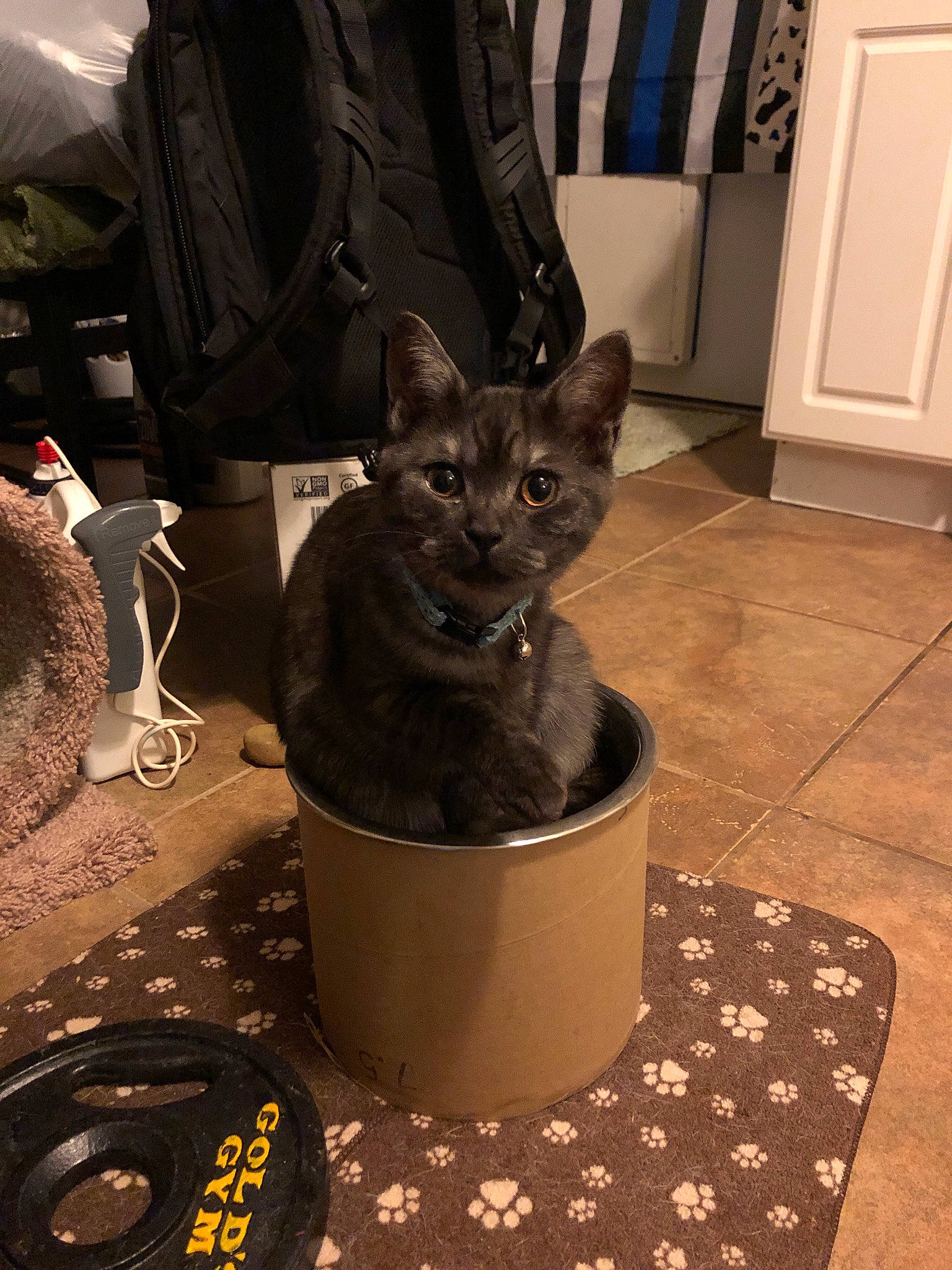 Lix is registered to the contest to win money with this photo: asian, carnivore, cat, chartreux, domestic_short_haired_cat, felidae, korat, nebelung, russian_blue, small_to_medium_sized_cats, whiskers