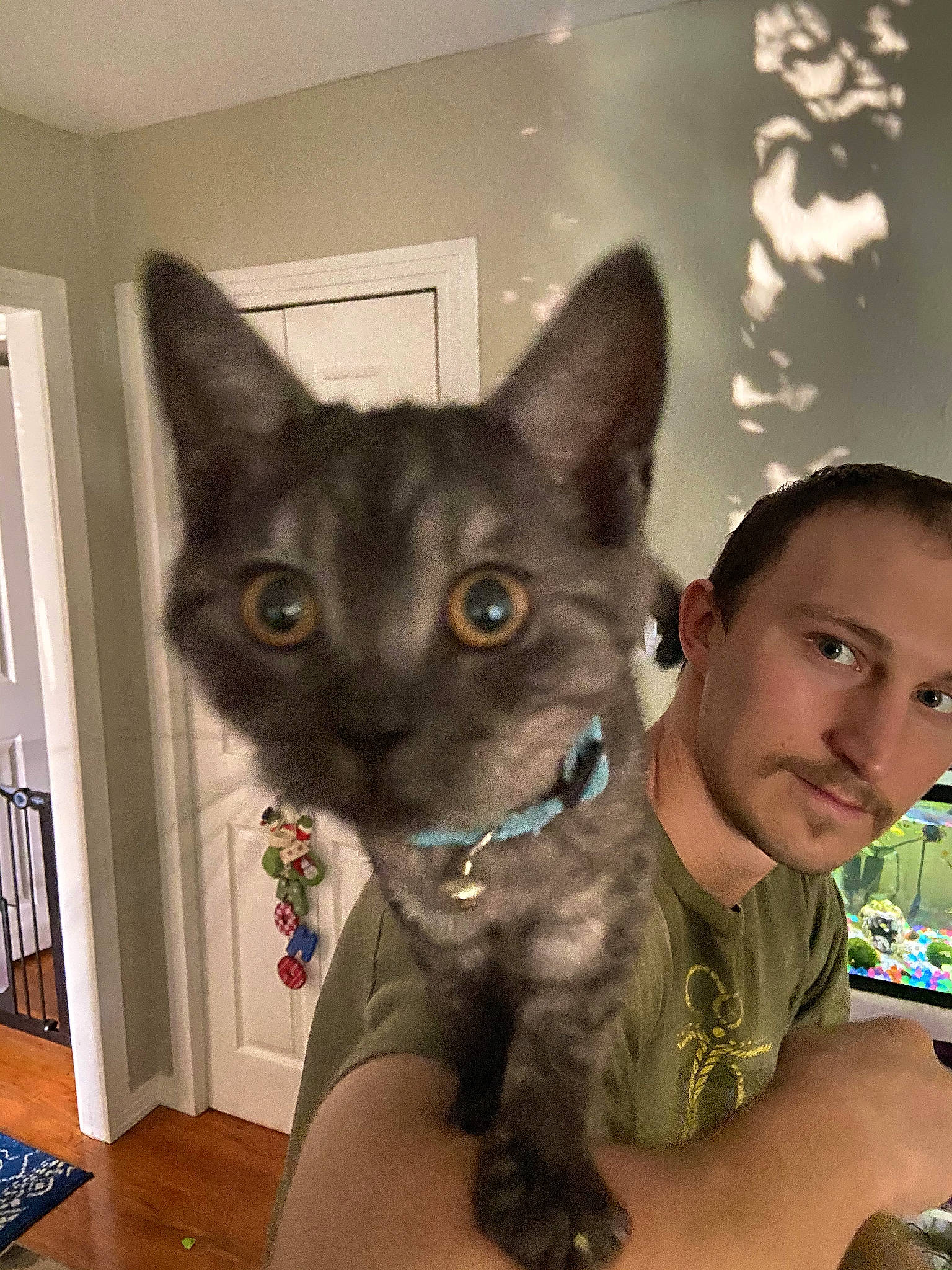 Lix is registered to the contest to win money with this photo: asian, carnivore, cat, domestic_short_haired_cat, european_shorthair, felidae, german_rex, korat, mammal, russian_blue, small_to_medium_sized_cats, whiskers