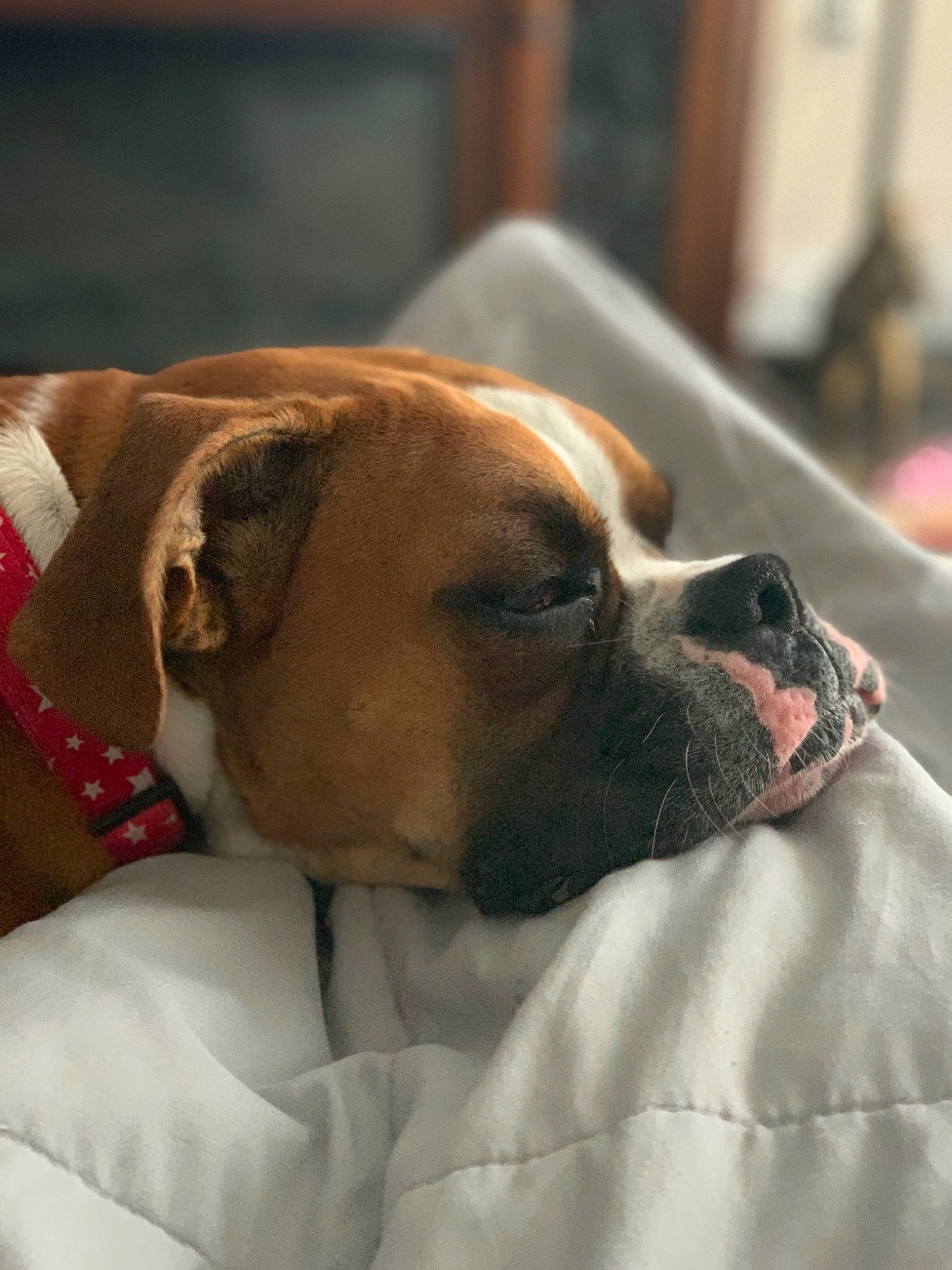 Arwen is registered to the contest to win money with this photo: boxer, bullmastiff, canidae, carnivore, companion_dog, dog, dog_breed, fawn, mammal, puppy_love, rare_breed_dog, snout, sporting_group, valley_bulldog, vertebrate, whiskers