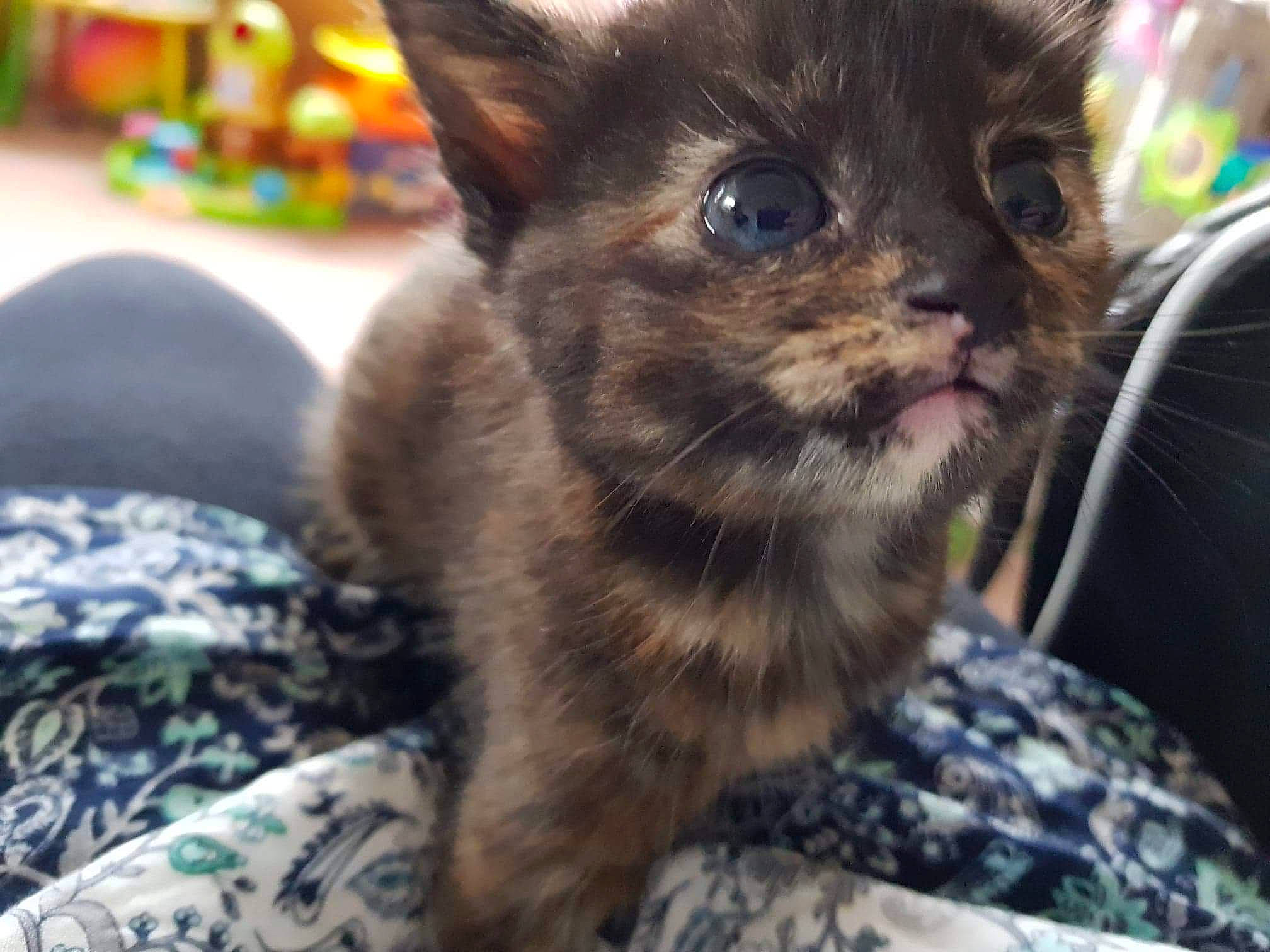 Dora is registered to the contest to win money with this photo: asian, carnivore, cat, domestic_short_haired_cat, fawn, felidae, german_rex, kitten, mammal, small_to_medium_sized_cats, vertebrate, whiskers