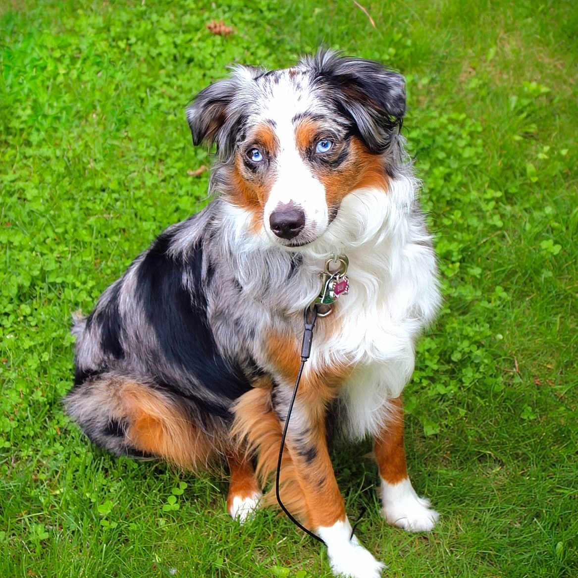 Blu is registered to the contest to win money with this photo: accessories, animal, ball, canine, dog, field, grass, grassland, green, hound, lawn, leash, nature, outdoors, pet, plant, puppy, strap, vegetation, yard