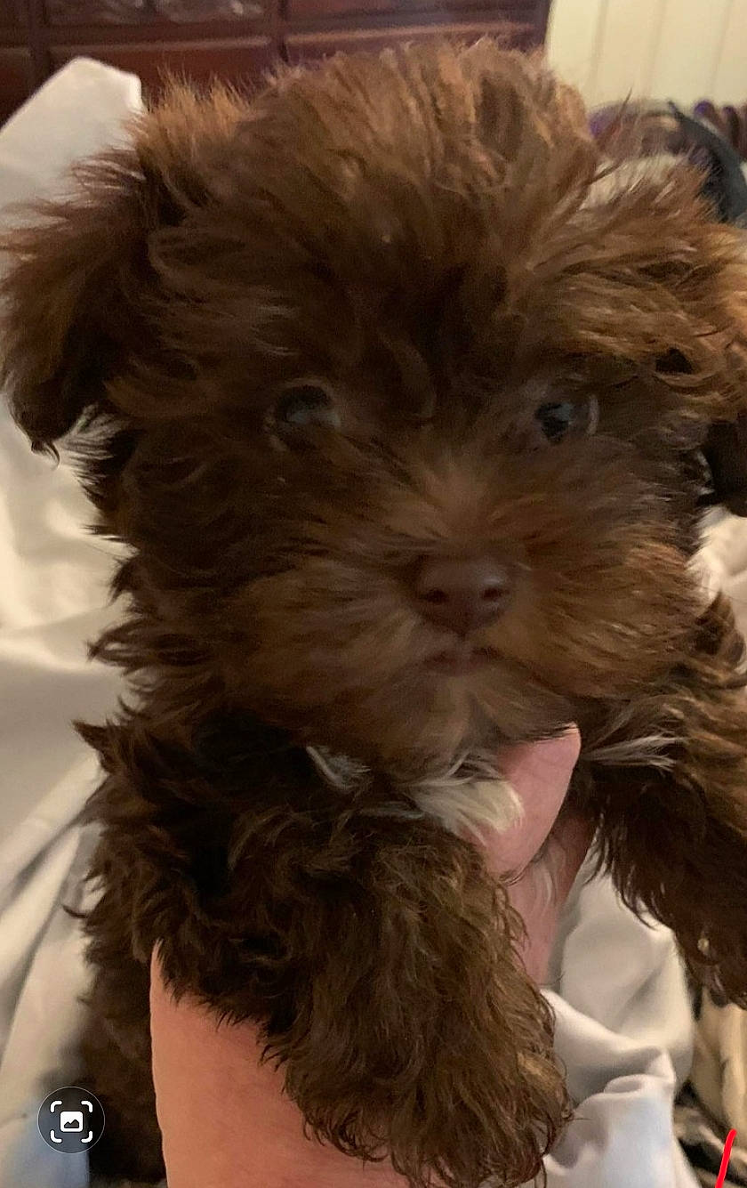 Diesel joined the competition — help win amazing prizes! canidae, carnivore, companion_dog, dog, dog_breed, dog_collar, dog_supply, fawn, fur, liver, pet_supply, puppy_love, shih_poo, small_terrier, snout, sporting_group, terrier, toy_dog, working_animal, yorkipoo