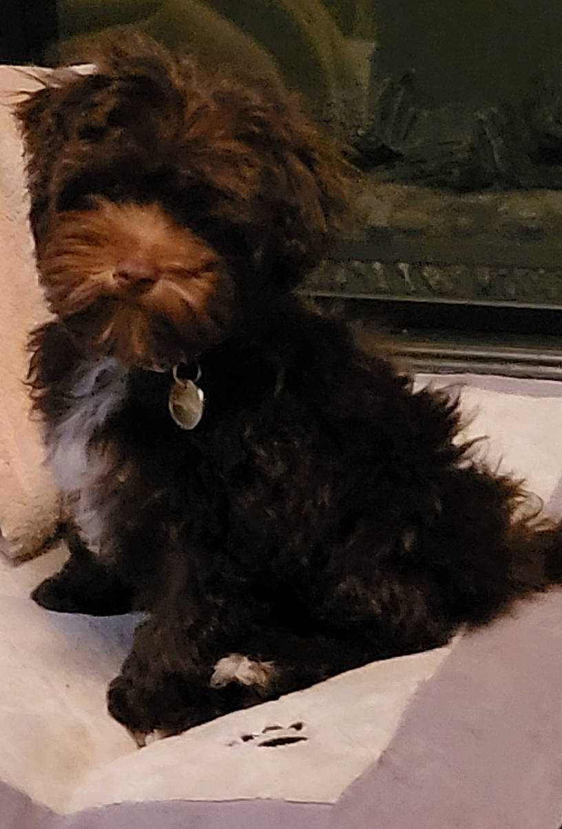 Diesel joined the competition — help win amazing prizes! canidae, carnivore, companion_dog, dog, dog_breed, dog_supply, fur, liver, maltepoo, non_sporting_group, shih_tzu, small_terrier, snout, sporting_group, tail, terrestrial_animal, terrier, toy_dog, water_dog, working_animal