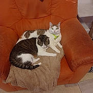 Bella Et Kelly participe au concours pour gagner de l'argent avec cette photo : animal, blanket, cat, cats, collar, comfortable, cozy, domestic, feline, fur, home, indoor, orange_armchair, pet, relaxation, resting, striped_cat, tabby, two_cats, white_cat