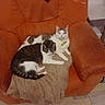 animal, blanket, cat, cats, collar, comfortable, cozy, domestic, feline, fur, home, indoor, orange_armchair, pet, relaxation, resting, striped_cat, tabby, two_cats, white_cat