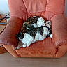 animal, blanket, cat, cats, cozy, cushion, domestic_animal, fur, furniture, home, indoor, living_room, orange_armchair, pet, relaxation, resting, sleeping, striped_cat, white_cat, wooden_floor