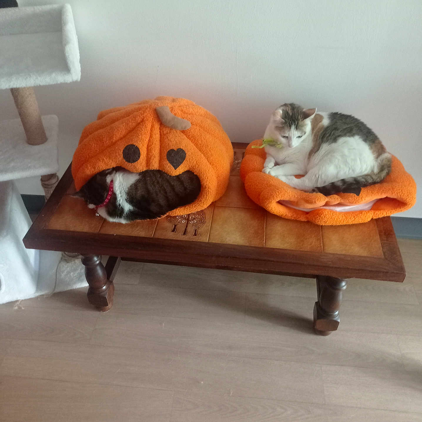 Bella Et Kelly