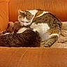 animal, blanket, cat, cats, companion, cozy, cute, domestic_animal, feline, fur, indoor, orange_couch, pet, relaxed, resting, sleeping, snuggling, tabby_cat, two_cats, white_cat