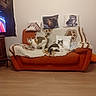 animal, blanket, cat, cat_pillow, cats, couch, cozy, domestic_cat, feline, furniture, giraffe_pillow, home, indoor, living_room, orange_couch, pet, pillows, resting, two_cats, wooden_floor