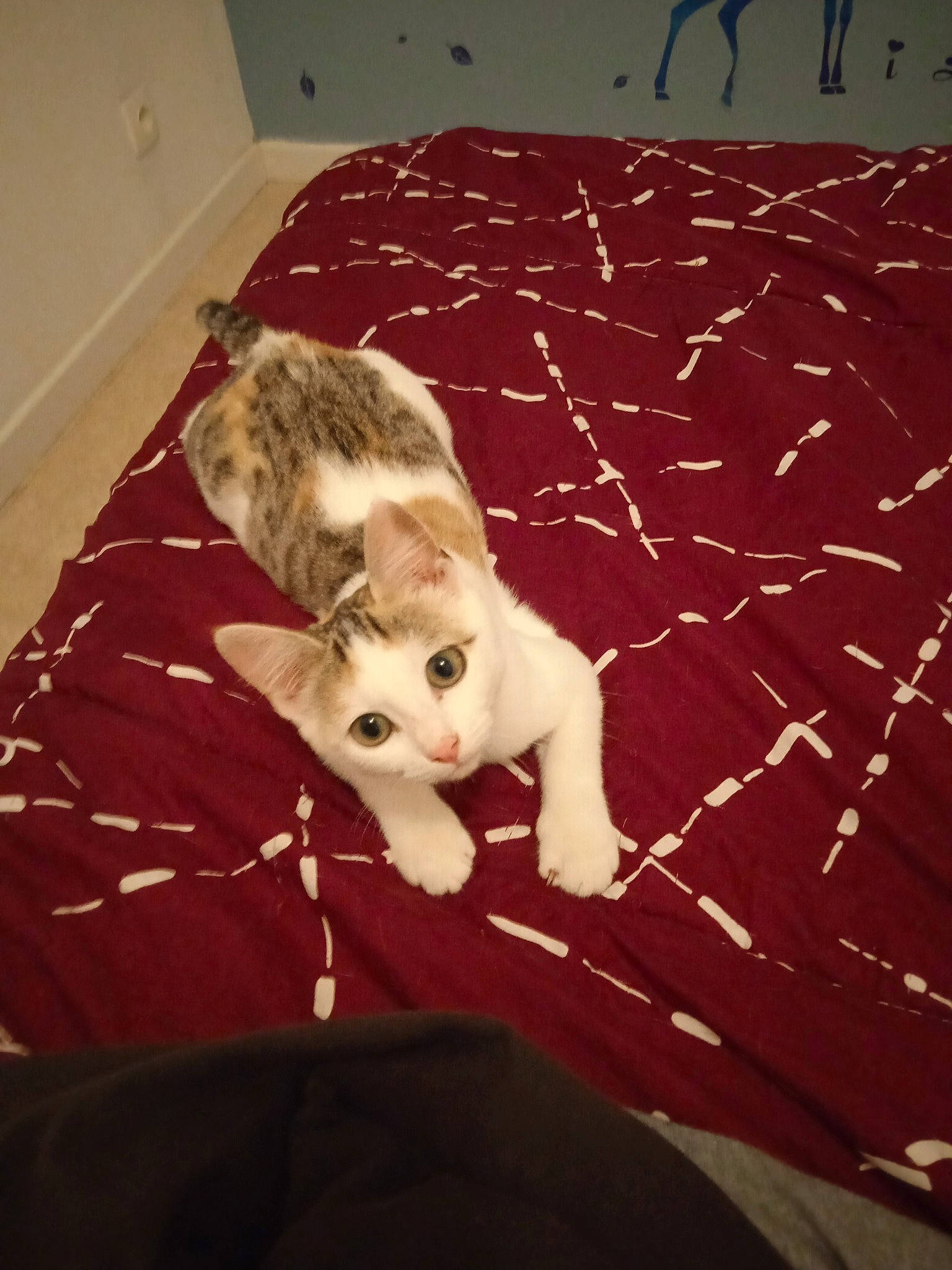 Bella