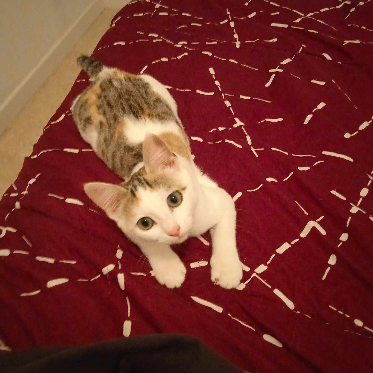 Bella