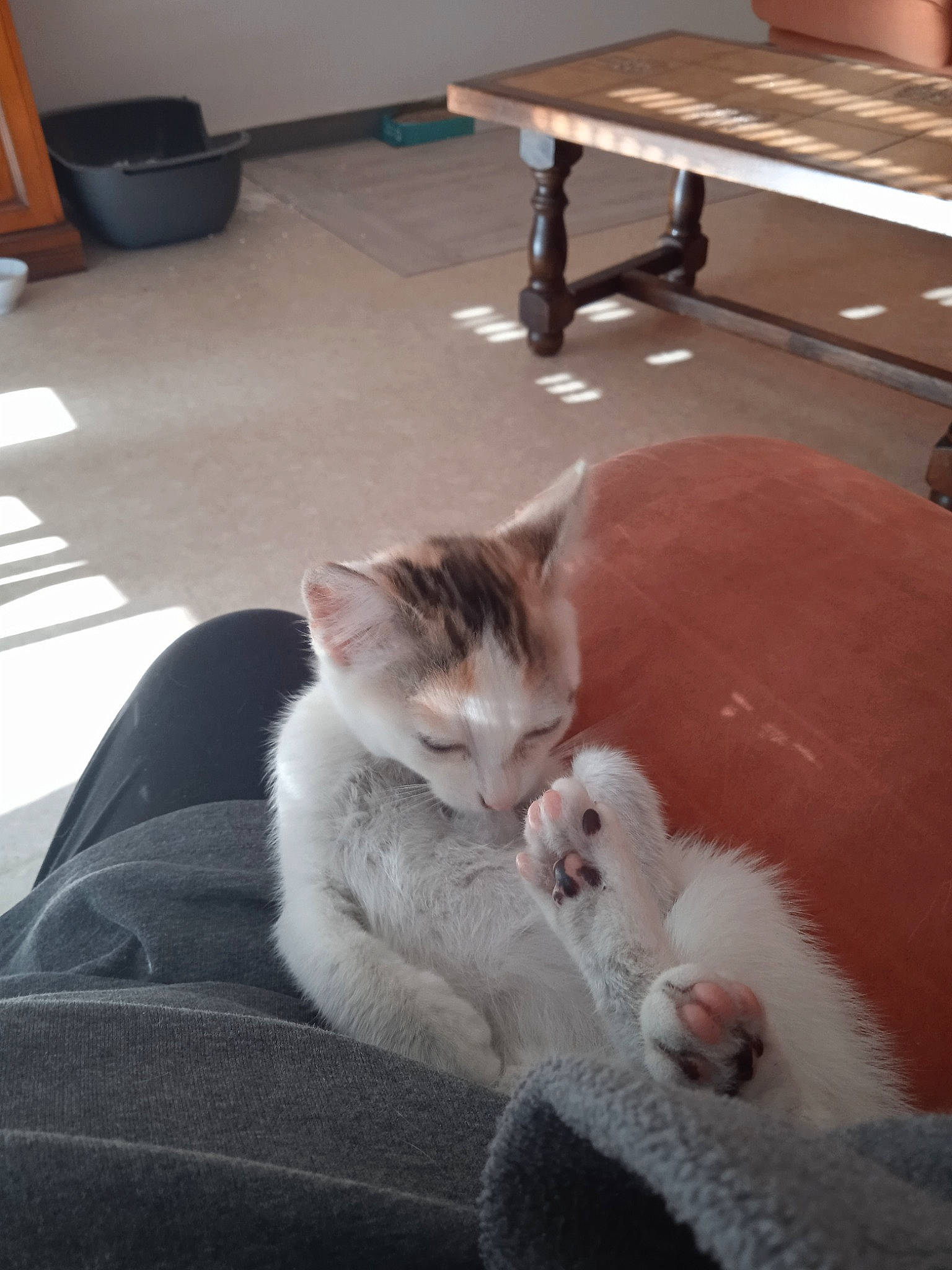 Bella