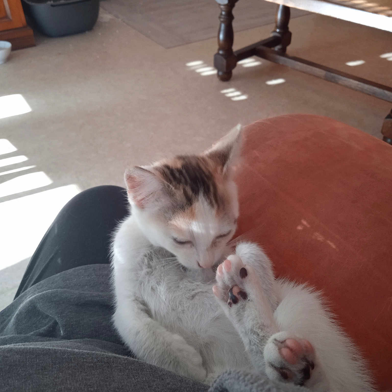 Bella