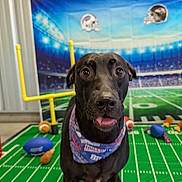 Marley Jo joined the competition — help win amazing prizes! dog, black_dog, bandana, football, sports, toy, goalpost, green_field, background, indoor, pet, animal, playful, portrait, face, eyes, tongue, fun, cheerful, mammal