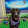 dog, black_dog, bandana, football, sports, toy, goalpost, green_field, background, indoor, pet, animal, playful, portrait, face, eyes, tongue, fun, cheerful, mammal
