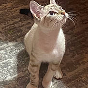 Bonita is registered to the contest to win money with this photo: cat, animal, pet, curious, blue_eyes, whiskers, indoor, carpet, fur, young_cat, looking_up, four_legs, ears, shadow, light, floor, domestic, mammal, cute, striped