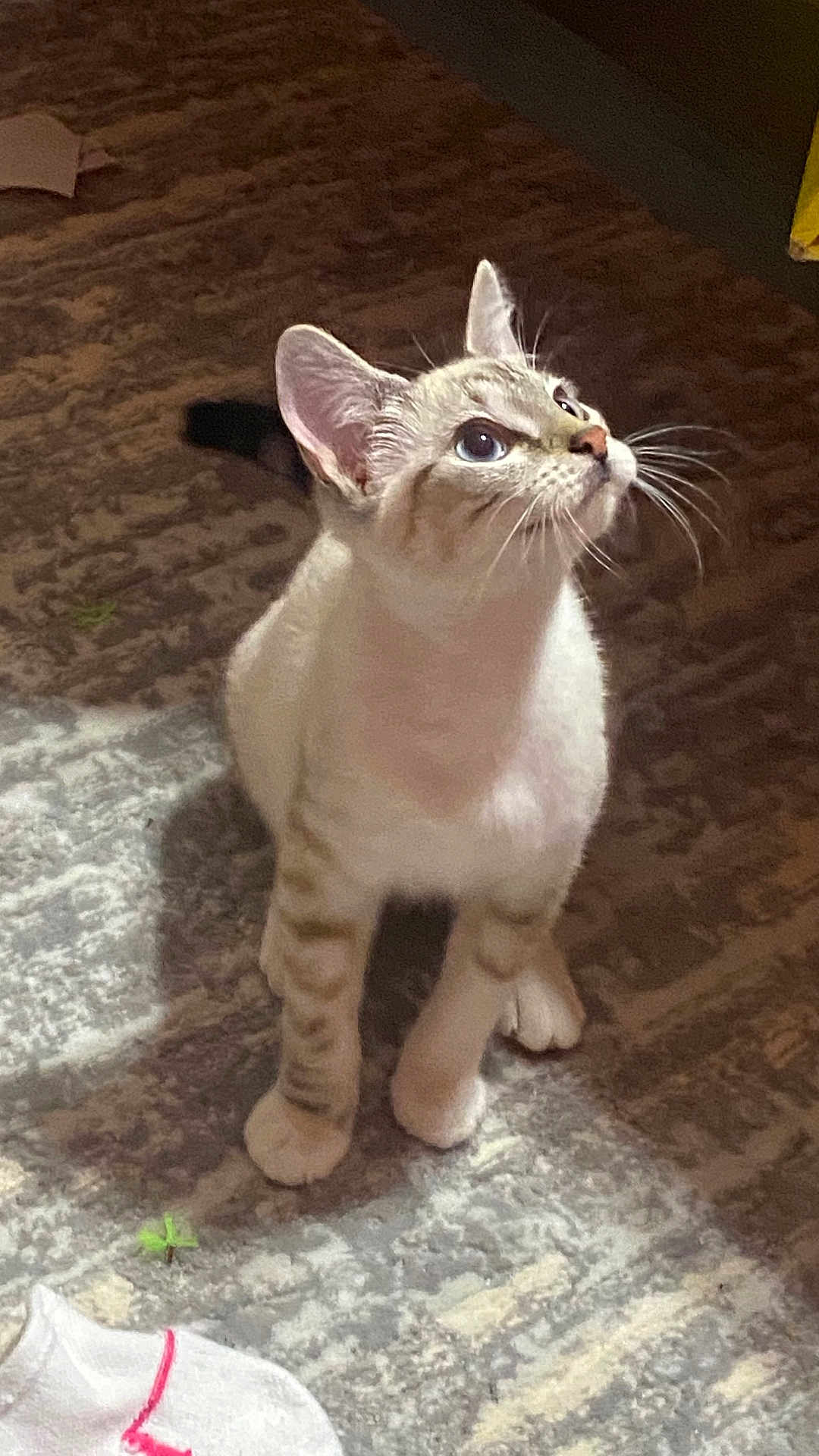 Bonita is registered to the contest to win money with this photo: cat, animal, pet, curious, blue_eyes, whiskers, indoor, carpet, fur, young_cat, looking_up, four_legs, ears, shadow, light, floor, domestic, mammal, cute, striped