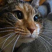 Angel joined the competition — help win amazing prizes! cat, close_up, whiskers, face, fur, eyes, pet, animal, domestic_animal, curious, soft_texture, gray_fabric, resting, indoor, warm_light, cozy, portrait, feline, tabby, cute