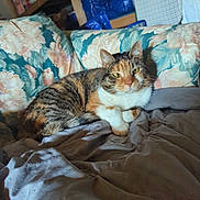 Angel joined the competition — help win amazing prizes! bedding, blanket, calico_cat, cat, cushion, domestic, eyes, floral_pattern, fur, indoor, lounging, paws, pet, portrait, relaxed, shelf, sofa, storage_bag, tabby, whiskers