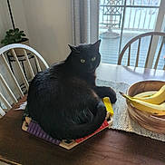 Nala is registered to the contest to win money with this photo: black_cat, cat, xylophone, table, bananas, fruit_bowl, chair, dining_table, placemat, curtain, window, deck, snow, plant, indoor, pet, wooden, green_eyes, sunlight, cozy