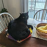 bananas, black_cat, cat, chair, cozy, curtain, deck, dining_table, fruit_bowl, green_eyes, indoor, pet, placemat, plant, snow, sunlight, table, window, wooden, xylophone