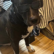 Ace White joined the competition — help win amazing prizes! accessory, animal, bedspread, black_dog, canine, collar, cool, dog, floor, fur, household, indoor, paw, pet, portrait, sitting, striped, sunglasses, white_paws, wooden_floor
