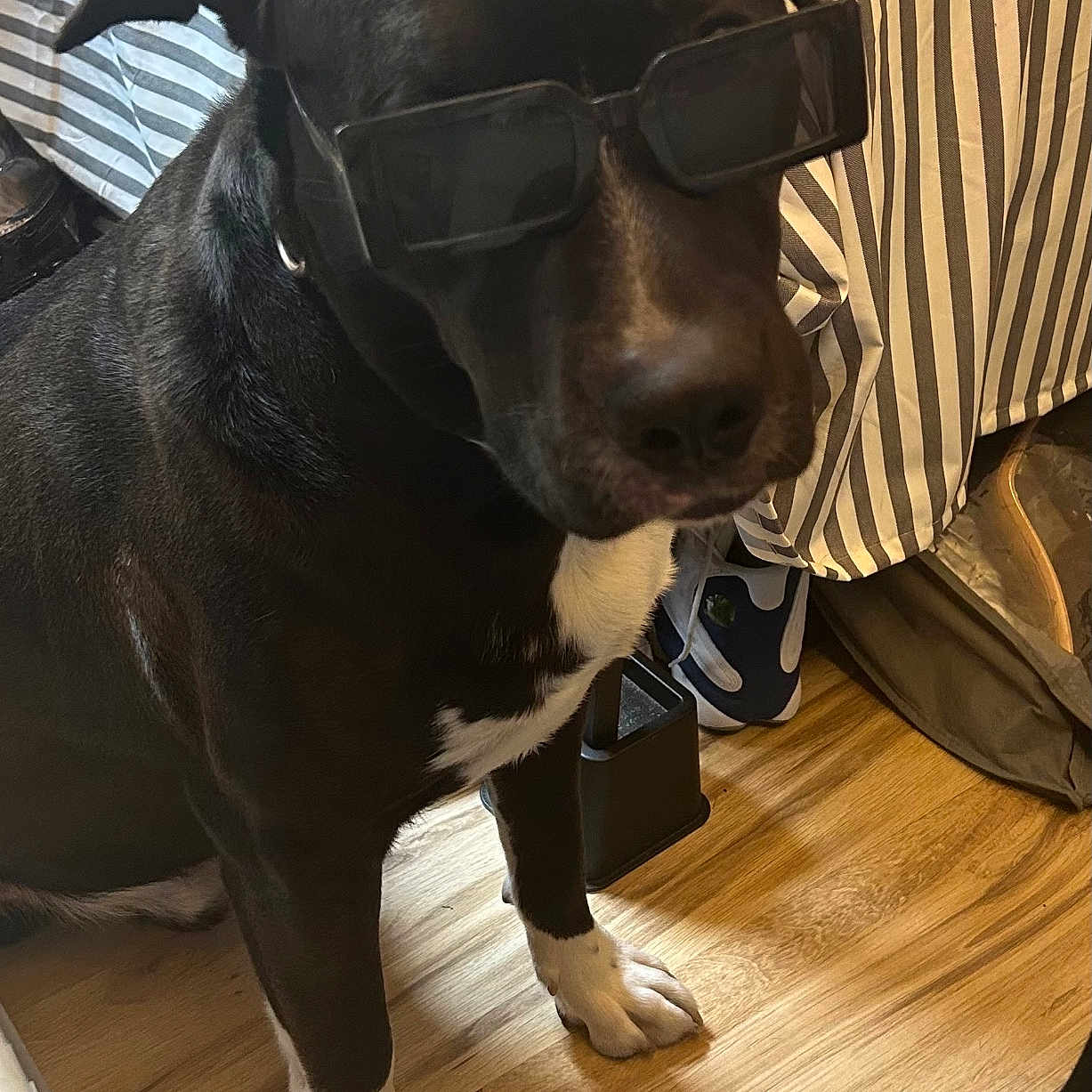 Ace White joined the competition — help win amazing prizes! accessory, animal, bedspread, black_dog, canine, collar, cool, dog, floor, fur, household, indoor, paw, pet, portrait, sitting, striped, sunglasses, white_paws, wooden_floor