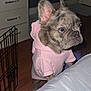 Dior joined the competition — help win amazing prizes! dog, indoor, hoodie, brindle, pet, curious, furniture, crate, wooden_floor, small_dog, clothing, animal, cute, standing, puppy, pet_clothing, home, domestic, looking, ears_up