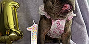 Dior joined the competition — help win amazing prizes! balloon, birthday_candle, blanket, celebration, cupcake, cute, decorations, dog, floral_outfit, french_bulldog, indoor, number_1, party, pet, pink_frosting, portrait, puppy, small_dog, soft_texture, tongue_out