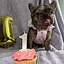 Dior joined the competition — help win amazing prizes! french_bulldog, dog, puppy, cupcake, birthday_candle, number_1, balloon, pink_frosting, floral_outfit, blanket, celebration, pet, tongue_out, cute, indoor, portrait, soft_texture, party, decorations, small_dog