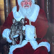 Dior is registered to the contest to win money with this photo: santa_claus, dog, french_bulldog, holiday, christmas, beard, red_suit, white_fur, chair, wood, festive, portrait, pet, indoor, smile, costume, glasses, seated, decor, celebration