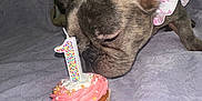Dior joined the competition — help win amazing prizes! dog, french_bulldog, cupcake, birthday_candle, number_1, pink_frosting, balloon, brindle, collar, celebration, pet, sniffing, close_up, indoor, blanket, white, festive, cute, small_dog, party