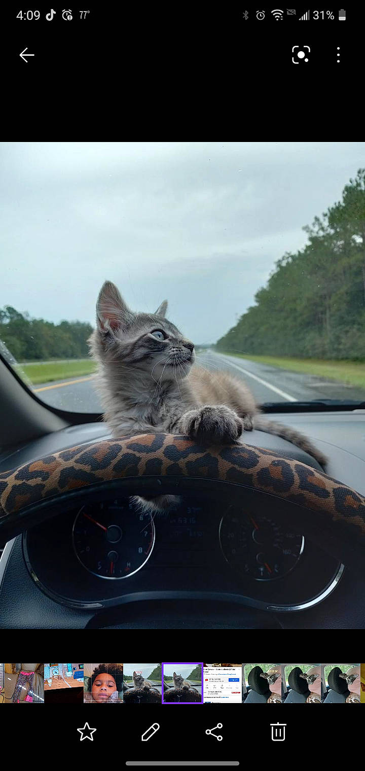 Sunny joined the competition — help win amazing prizes! automotive_design, automotive_exterior, automotive_lighting, automotive_tire, car, carnivore, cat, cloud, felidae, grey, mammal, mode_of_transport, motor_vehicle, plant, sky, tree, vehicle, vertebrate, whiskers, window
