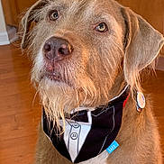 Hogan is registered to the contest to win money with this photo: dog, tuxedo_bandana, indoor, wooden_floor, brown_dog, scruffy, pet, canine, close_up, looking_up, adorable, beard, fur, ears, collar, tag, portrait, house, floor, cute