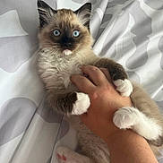 Azul joined the competition — help win amazing prizes! kitten, cat, blue_eyes, fluffy, paw, hand, bedspread, pattern, white, brown, fur, claw, cute, pet, animal, indoor, playful, grip, young, lying_down