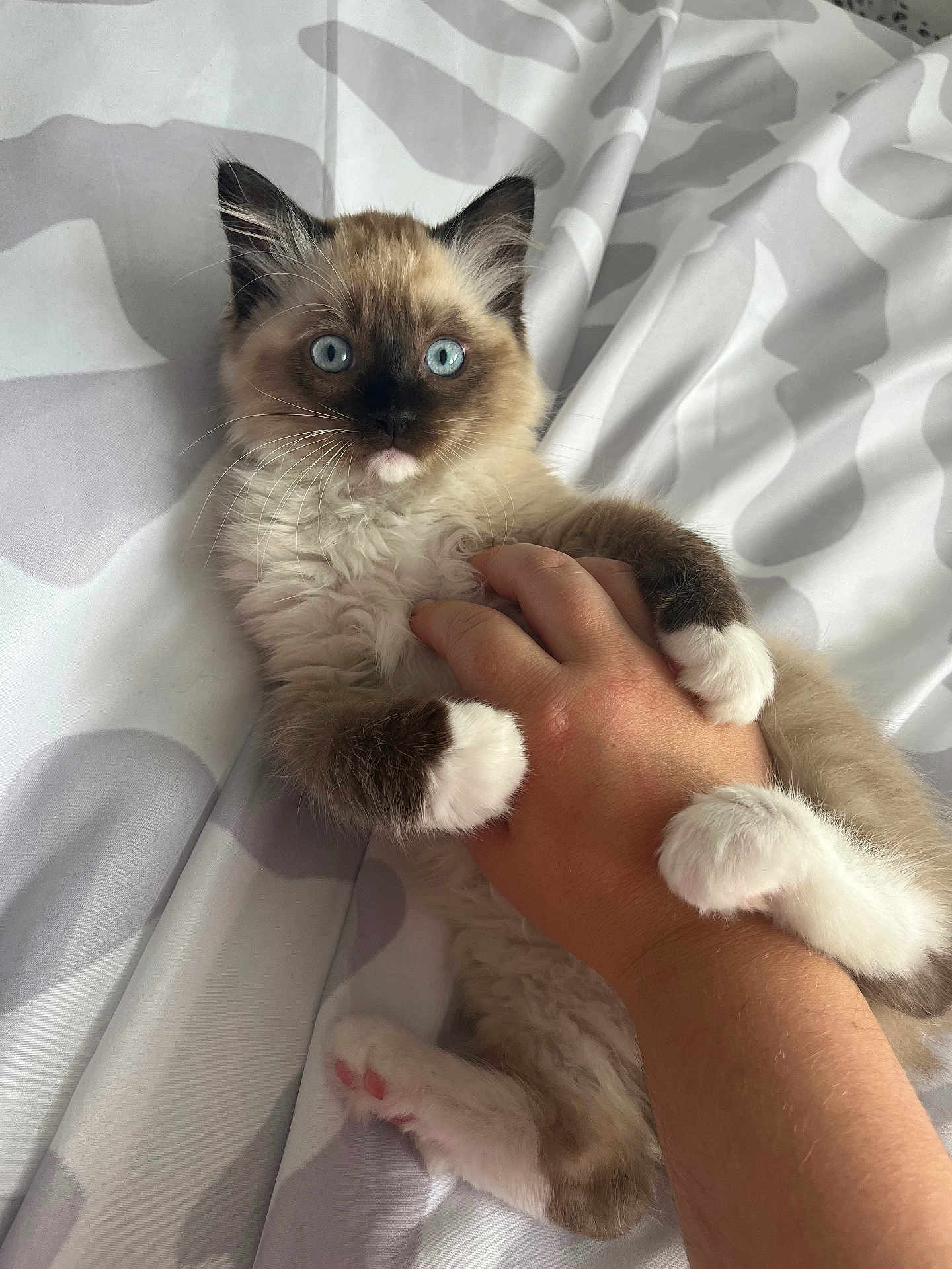 Azul
