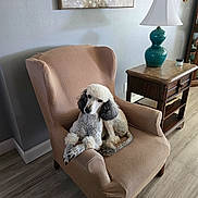 Gucci joined the competition — help win amazing prizes! dog, poodle, chair, armchair, furniture, living_room, lamp, table, wood_floor, painting, decor, pet, indoor, cozy, curtain, home, relaxed, animal, fur, cute