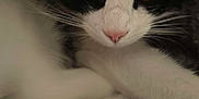 Stitch participe au concours pour gagner de l'argent avec cette photo : cat, black_and_white, whiskers, close_up, pet, animal, feline, yellow_eyes, pink_nose, fur, sleeping, curled_up, cozy, indoor, soft_light, texture, relaxing, cute, portrait, resting