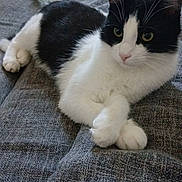Stitch participe au concours pour gagner de l'argent avec cette photo : cat, black_and_white, pet, animal, feline, couch, indoor, relaxed, paws, fur, whiskers, eyes, nose, bottle, fabric, texture, resting, comfortable, home, domestic