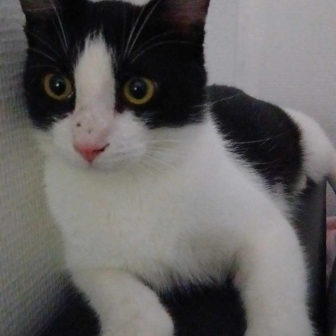 Stitch a rejoint le concours — aidez-le/la à gagner de superbes lots ! animal, black_and_white, cat, closeup, curious, cute, domestic_cat, ears, eyes, face, feline, fur, indoor, looking, nose, paw, pet, portrait, resting, whiskers