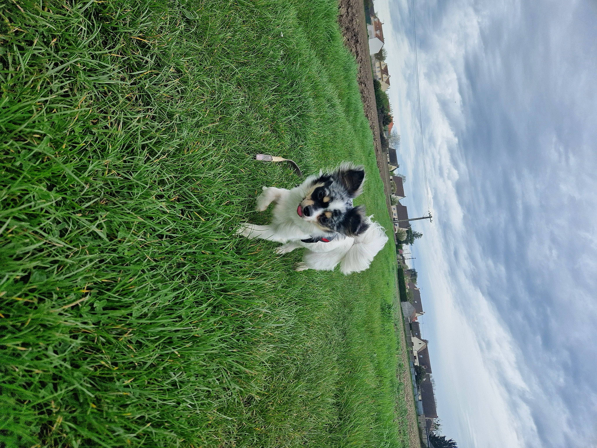 Solarius a rejoint le concours — aidez-le/la à gagner de superbes lots ! adventure, carnivore, cloud, companion_dog, cumulus, dog, dog_breed, field, grass, grassland, groundcover, landscape, lawn, pasture, plant, shrub, sky, slope, sporting_group, tree