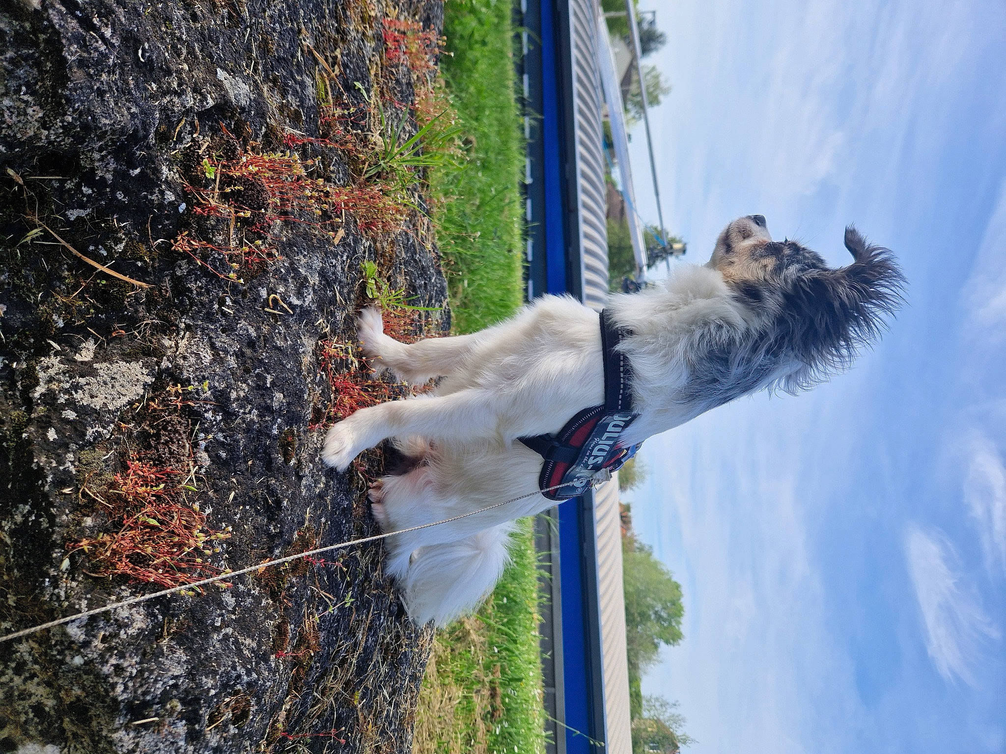 Solarius a rejoint le concours — aidez-le/la à gagner de superbes lots ! adventure, canidae, carnivore, cloud, collar, companion_dog, corgi_chihuahua, cumulus, dog, dog_breed, fur, grass, plant, sky, sporting_group, tail, tree, water