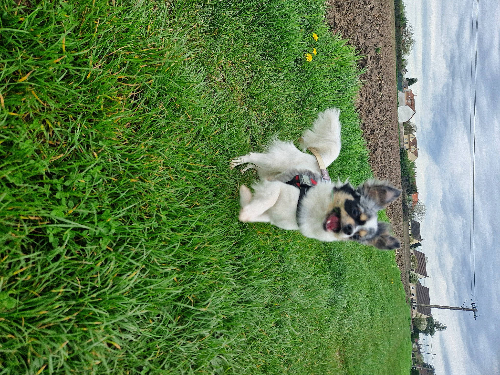 Solarius participe au concours pour gagner de l'argent avec cette photo : canidae, carnivore, cloud, collar, companion_dog, dog, dog_breed, fawn, grass, grassland, groundcover, lawn, pasture, plant, shrub, sky, sporting_group, tail, tree, water