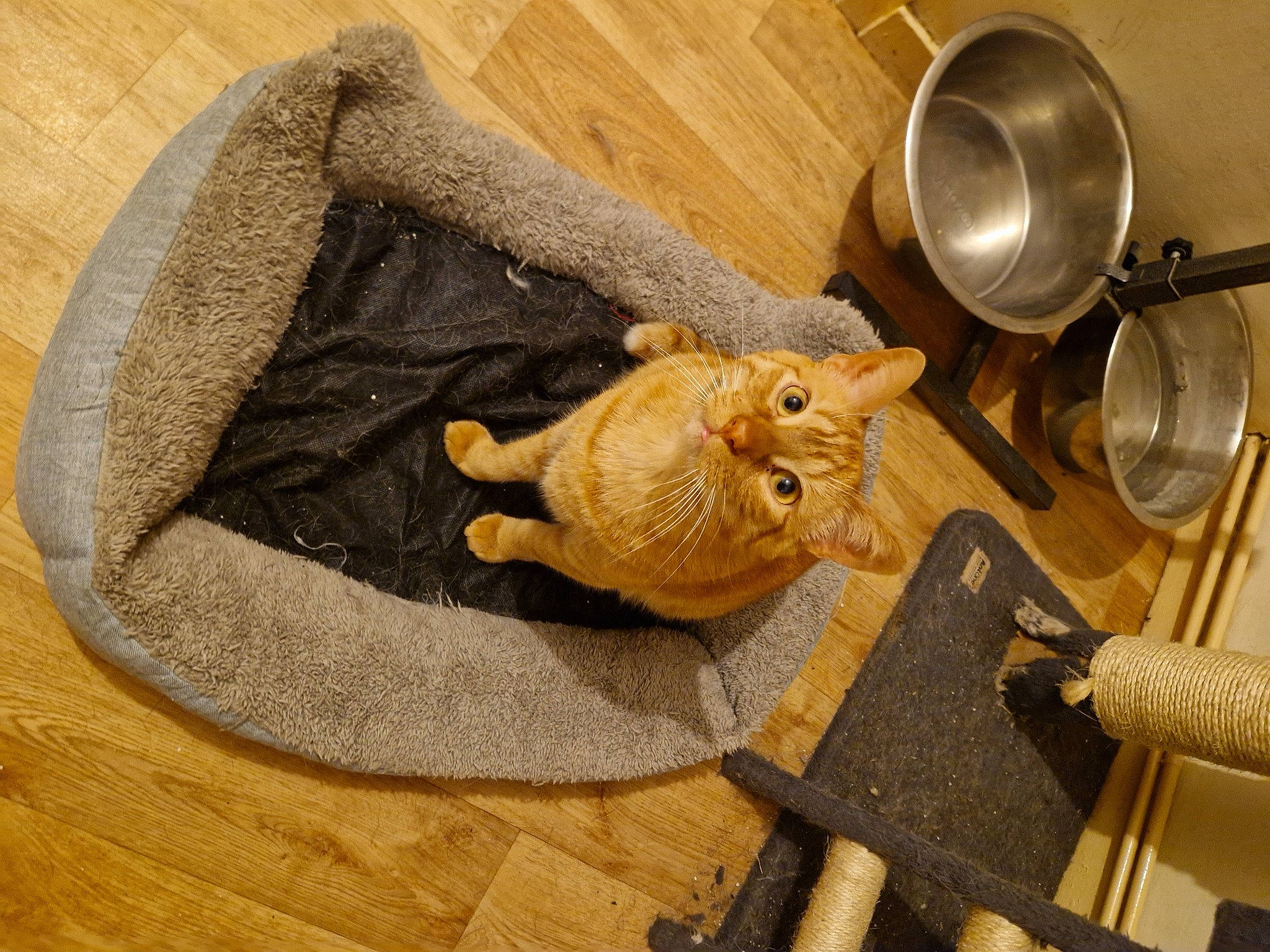 Spirou a rejoint le concours — aidez-le/la à gagner de superbes lots ! bag, beige, chair, comfort, felidae, flooring, fur, hardwood, hat, kitchen_utensil, linens, serveware, small_to_medium_sized_cats, stuffed_toy, table, tableware, tail, whiskers, wicker, wood