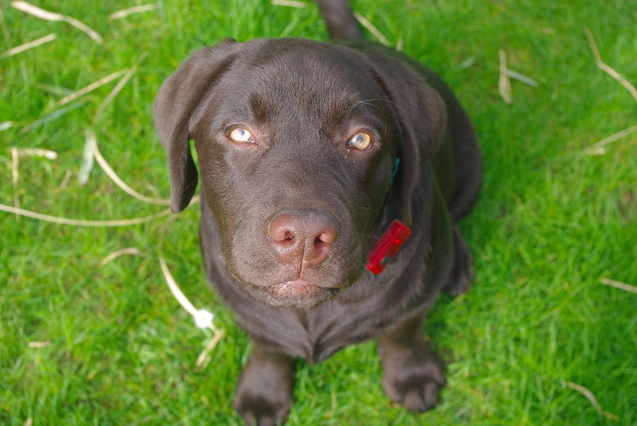 Phénix a rejoint le concours — aidez-le/la à gagner de superbes lots ! borador, carnivore, collar, companion_dog, dog, dog_breed, dog_collar, fur, grass, gun_dog, hunting_dog, liver, plant, pointing_breed, retriever, snout, sporting_group, terrestrial_animal, whiskers, working_animal