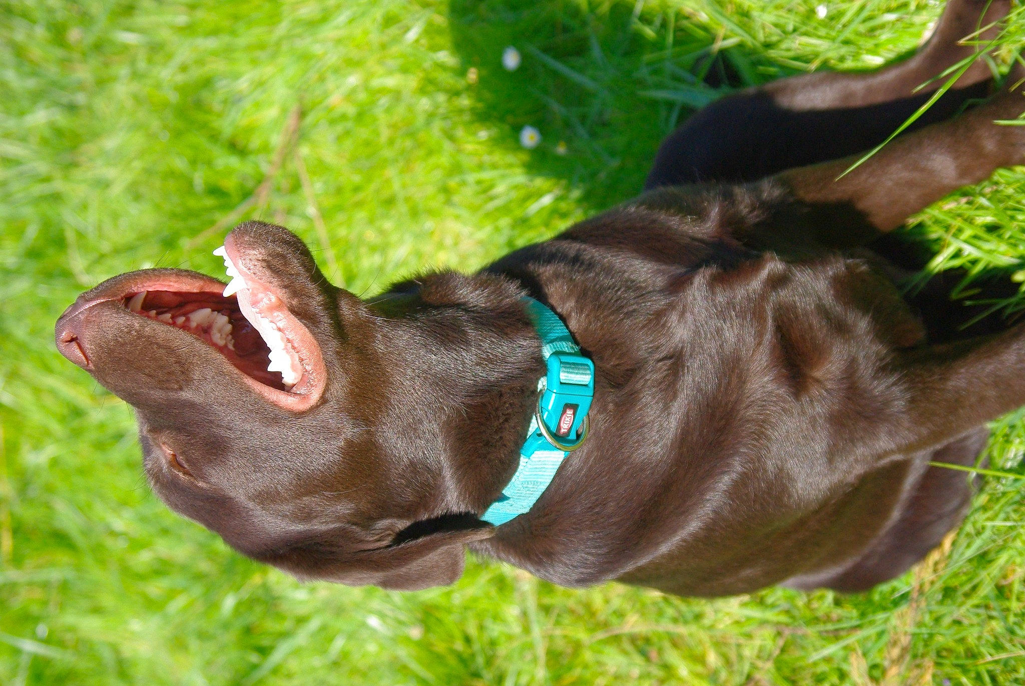 Phénix a rejoint le concours — aidez-le/la à gagner de superbes lots ! canidae, carnivore, collar, dog, dog_breed, dog_collar, ear, fawn, german_shorthaired_pointer, grass, labrador_retriever, leash, liver, pointer, pointing_breed, snout, sporting_group, weimaraner