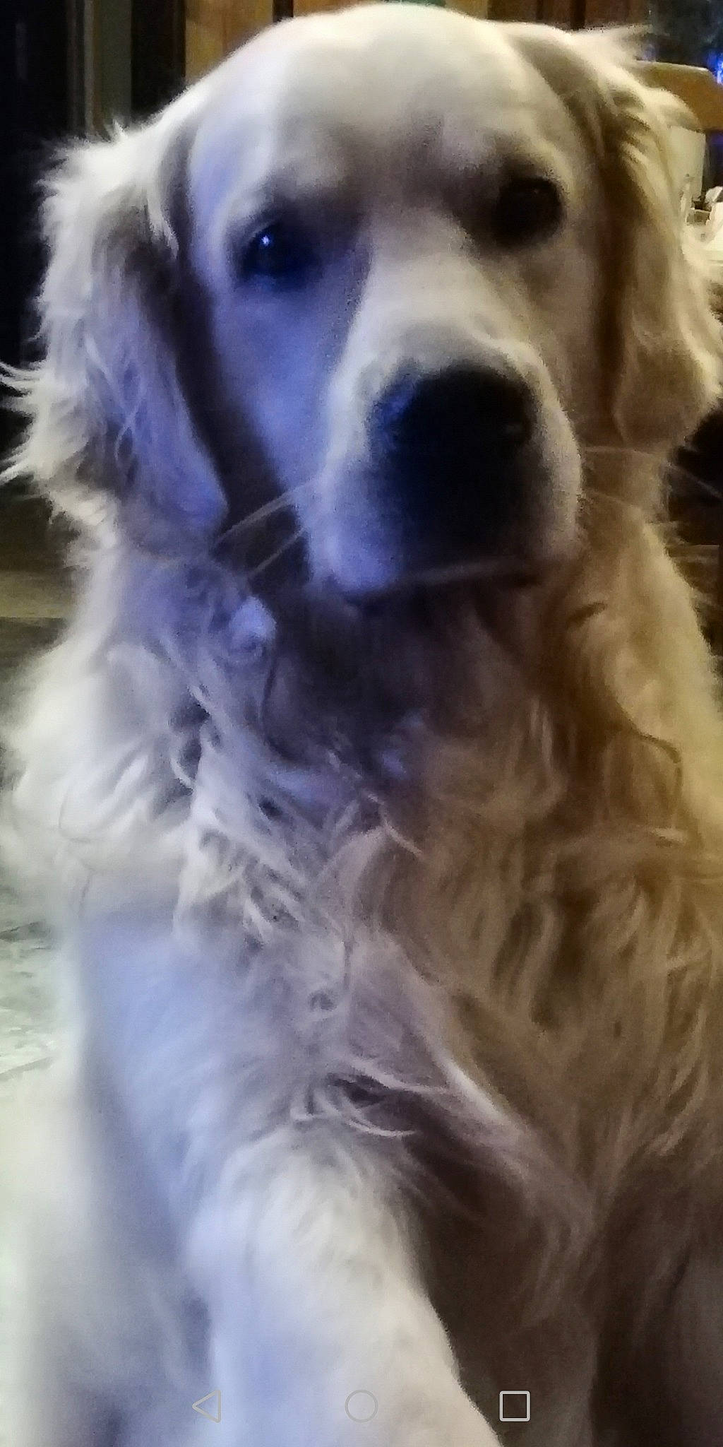 Lasko a rejoint le concours — aidez-le/la à gagner de superbes lots ! canidae, carnivore, companion_dog, dog, dog_breed, dog_collar, ear, fur, gun_dog, happy, liver, snout, sporting_group, whiskers, working_animal